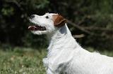 PARSON RUSSEL TERRIER 141